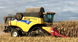 Maize harvesting with tracks