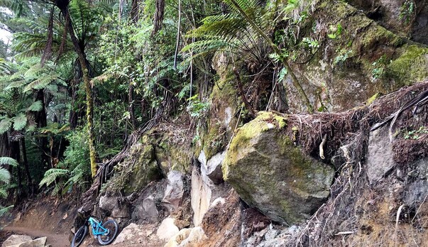 Five Great Ways to Upgrade Your Forest Loop!