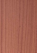 PALE AUSTRALIAN CEDAR v001
