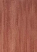 GREY KAURI v004