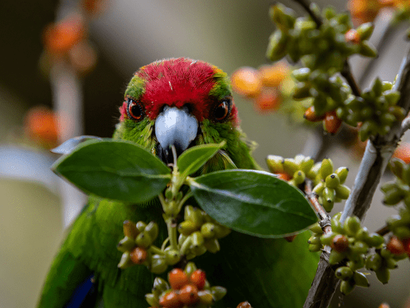 Kapiti Wellbeing Collective is a membership non-profit that markets local wellbeing businesses in Paekakariki, Raumati, Paraparaumu, Waikanae, Otaki, Te Horo, Reikorangi, Peka Peka