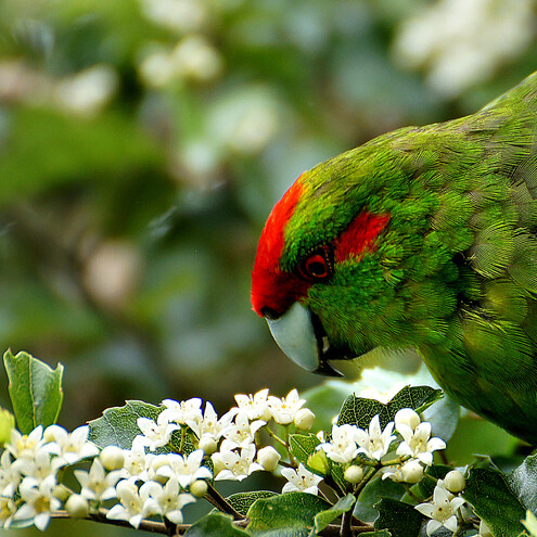 The emblem of the Kapiti Wellbeing Collective is a bird. Birds represent freedom, limitless possibility and spirituality. That's what we want for your healing and wellbeing. Our collective netowrk and members provide natural healing, holistic healing, herbal healing. herbal medicine, naturopathy, nutrition advice, health and fitness advice and training, resilience training, and other lifestyle medicine advice