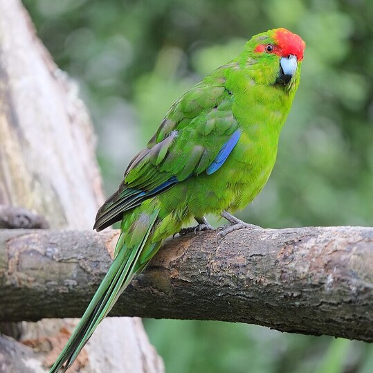 Kapiti Wellbeing Collective benefits members: a directory listing on this websit, increased visibility through joint marketing efforts, the opportunity to promote your wellbeing, wellness products, services and events to our network, collaboration with a community of like-minded wellbeing and health practitioners on the Kapiti Coast.