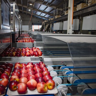 Hawk Technology's Robotic Apple Packer improves productivity