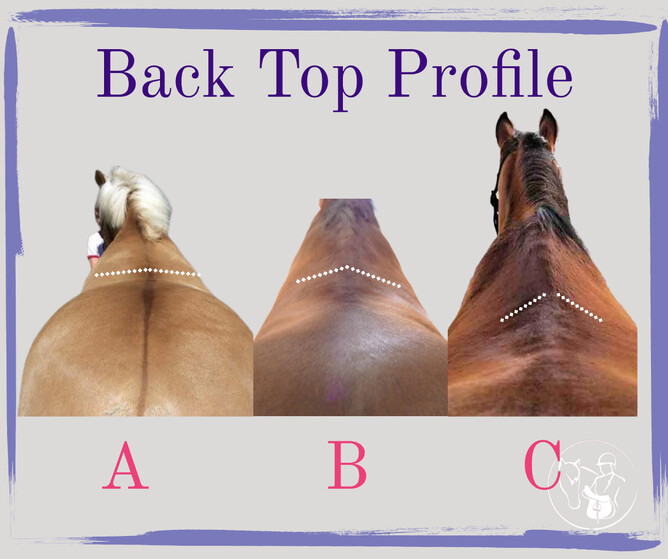 horse back profile shape