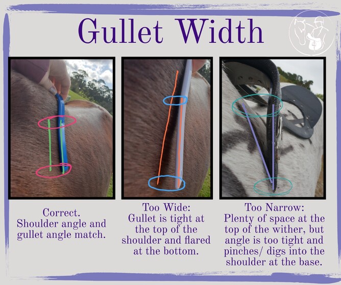 Diagram showing the effects of both too narrow and too wide gullet widths on saddle fit.