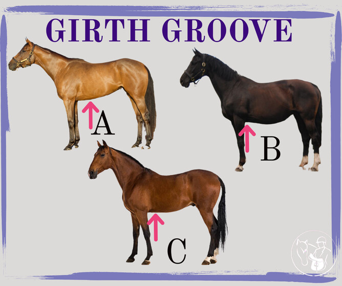 Illustration of different horse girth groove shapes