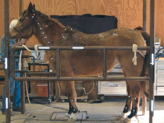 Professional saddle fitting process for horse and rider