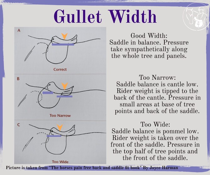 Illustration of a properly fitting saddle with correct gullet width for balance and comfort.