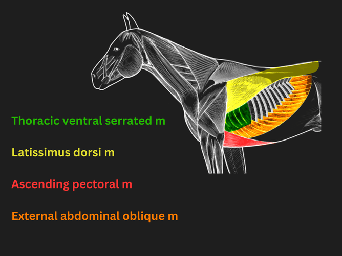 Anatomical structures related to the girthing area