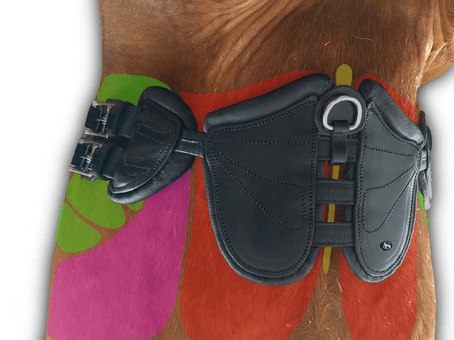 Scharf Freedom Girth