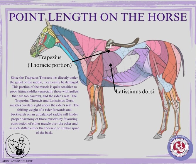 Diagram showing the effect of tree point length on wither clearance and saddle fit.