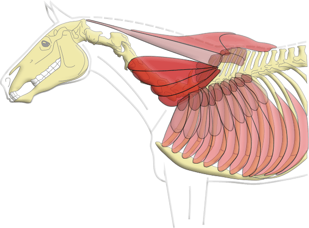 Anatomical structures related to the girthing area