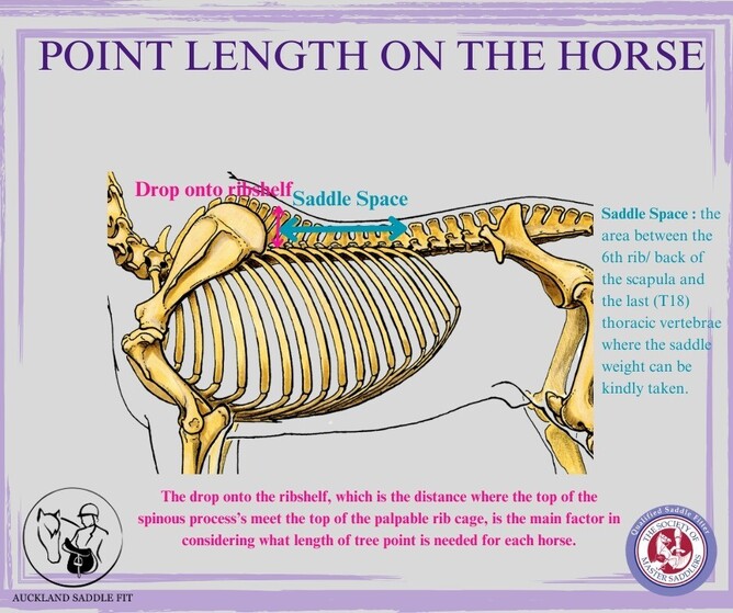 Diagram showing the effect of tree point length on wither clearance and saddle fit.