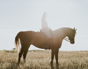 Topline Health &amp; Saddle Fitting: Key Considerations for Your Horse