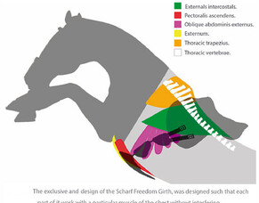Scharf Freedom Girths