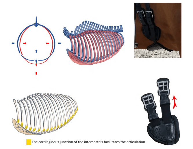 horse rib cage what happens during breathing