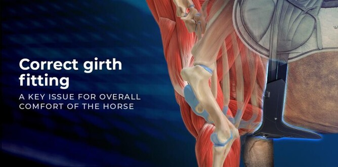 correct girth fitting - a key issue for overall comfort of the horse