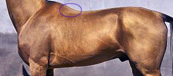 Spinalis - the forgotten muscle in saddle fitting