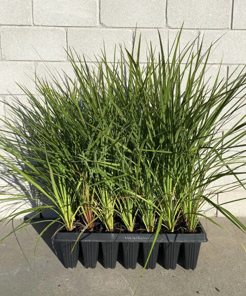 Attractive specimen tree with green foliage and scented flowers. Multiple trunks. Grows in most regions of NZ. Attracts birds. Flowers early to mid summer. Hardy. Growth rate- Medium- fast. Height when mature- 10m.