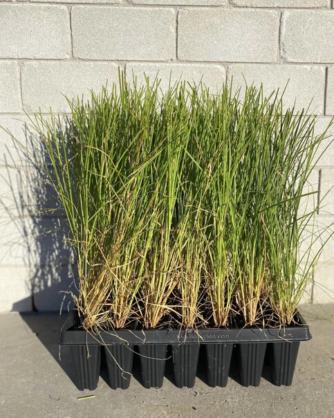 Fast growing green sedge, suitable for wetlands and alongside streams. Excellent choice for erosion control on banks. Hardy. Thrives in wet soil. Growth rate- Rapid. Height when mature- 1.5m
