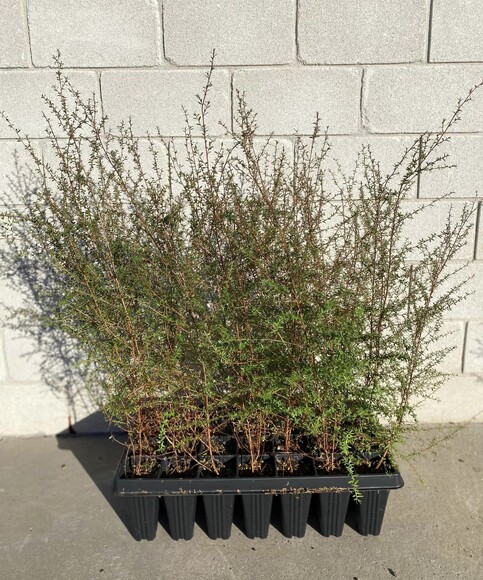 Fast growing tree with small scented leaves. White flowers. Attracts birds and bees. Thrives on moist sites. Avoid heavy frosts. Growth rate- Medium- Fast. Height when mature- 4m.