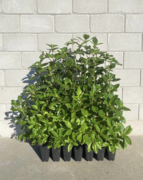 A fast growing shelter and hedging plant. Competes well with gorse, has bright orange fruit/seeds January-July. Attracts birds. Shade tolerant, Suits low-frost sites. Evergreen. Growth rate- Medium-fast. Height when mature- 5m.