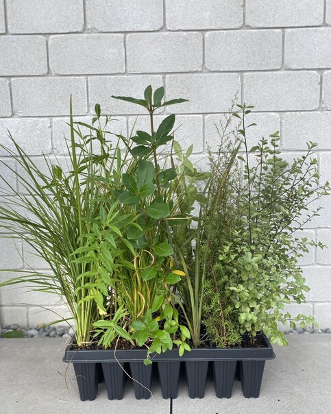 Mixed trays available on request! Example above featuring 4x Cabbage Trees, 4x Hebe- Stricta, 4x Grass- Carex Secta, 4x Karamu, 4x Flax- Harakeke, 4x Kanuka and 4x Pittosporum- Black Matipo. Perfect for smaller projects around your garden!