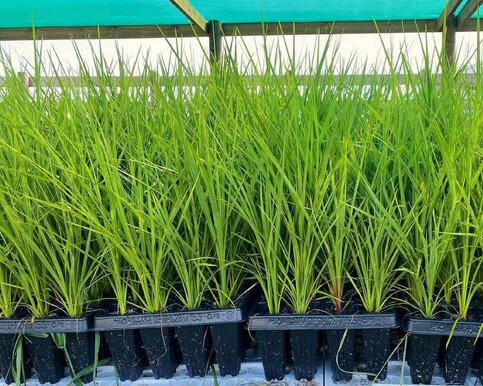 At North Waikato Natives Nursery, we grow a wide range of New Zealand Native plants that are grown from locally eco-sourced seeds, all of our plants are grown in T28 Cell trays!