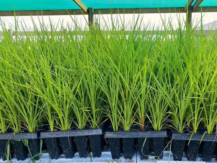 At North Waikato Natives Nursery, we grow a wide range of New Zealand Native plants that are grown from locally eco-sourced seeds, all of our plants are grown in T28 Cell trays!