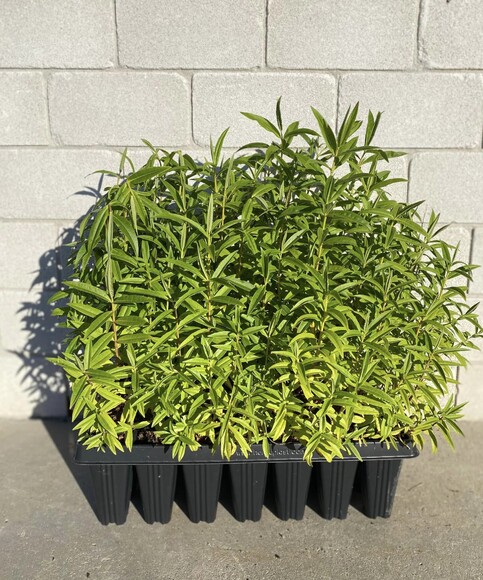 Rounded fast growing shrub. With white flowers. Tolerant to coastal conditions. Evergreen. Hardy however avoid severe frosts. Growth rate- Fast. Height when mature- 2m. 