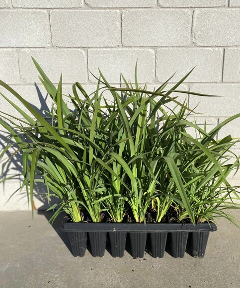 Wide glossy green weeping leaves. Excelent choice for erosion control on banks. Produces nectar early to mid summer. Tolerates dry, cold and exposed conditions. Growth rate- Rapid. Height when mature- 1.5m.