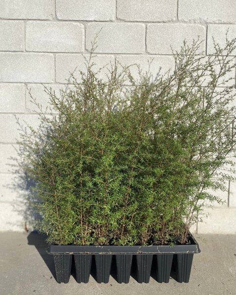 A tall tree with small narrow scented leaves. Snowy white flowers attract bees. Revegetation species. Moderately frost tolerant. Growth rate- Fast. Height when mature- 15m