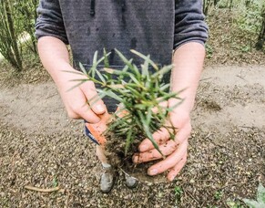 Totara rescue with Waimate High School