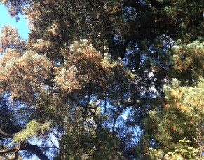 Autumn Updates & "Forest Bathing"