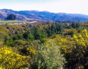 Spring 2019 - Wilding Pine Control