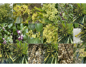 The Smell of Spring in the Bush!