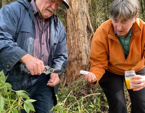 Invasive Vine “Seek & Destroy Mission” for Banana Passionfruit