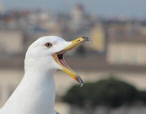 Social Media - Word of Mouth on Steroids