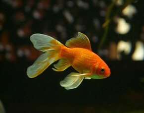 Why You Should Hire a Graphic Designer