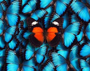 Design Direction: Classic or Trendy?