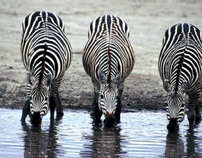 Generic & Overused Logos