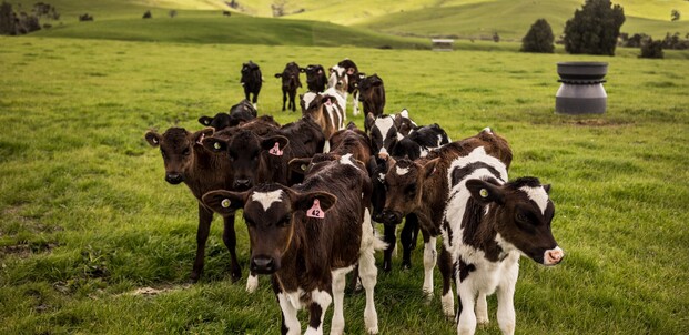 Governance - Volunteers focused on ensuring the association is on the right path