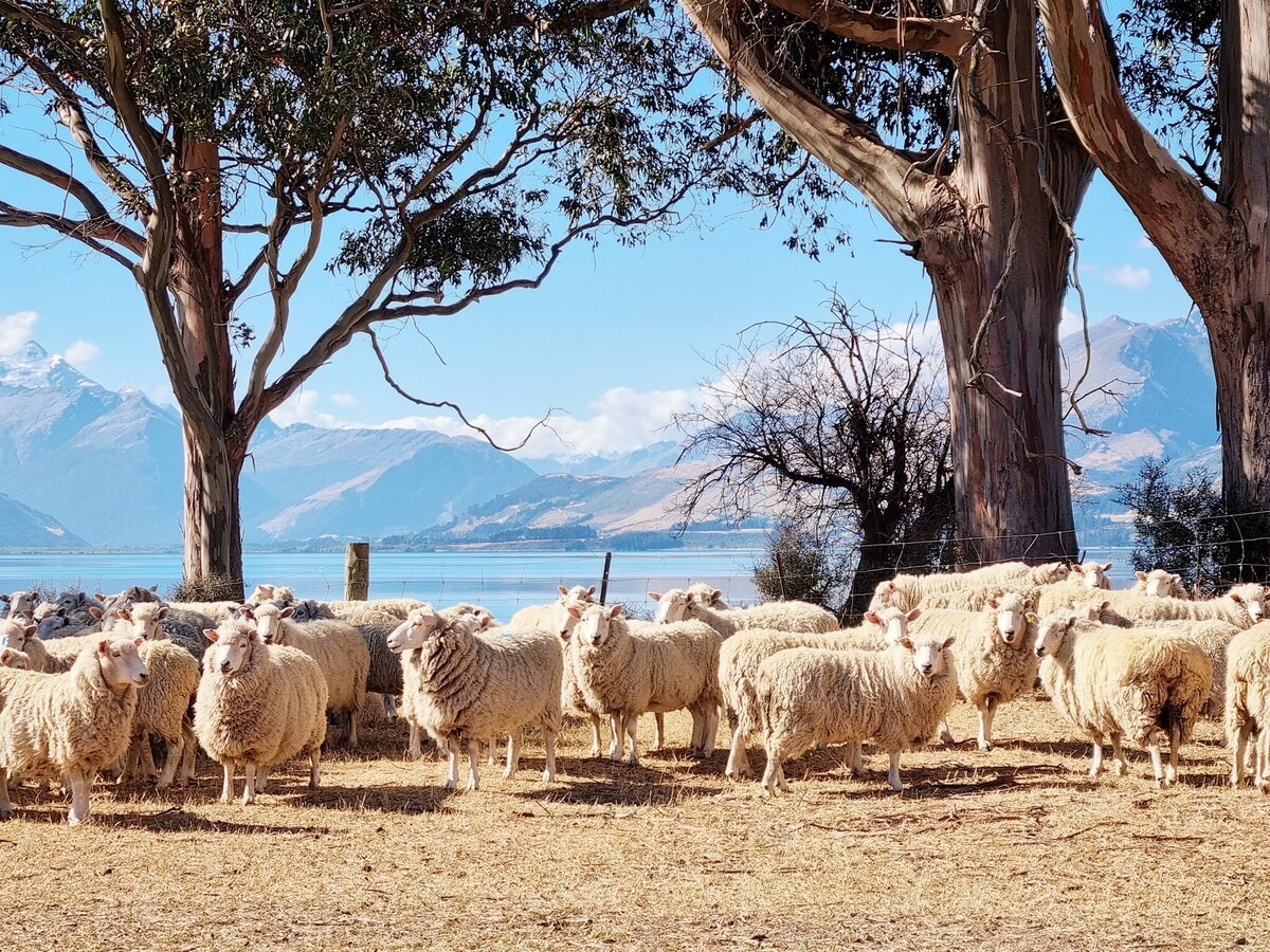 Things to do Te Anau Te anau Events