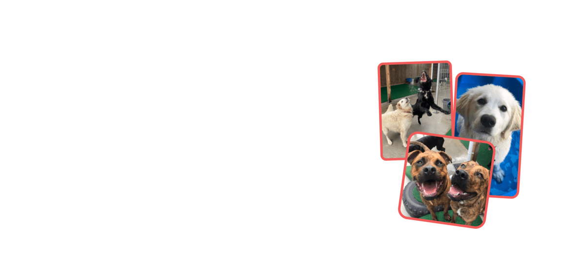 INFO Precious Paws Doggie Daycare