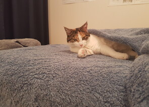 Afternoon nap for Minnie