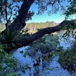 Tree overhanging the water with young people walking across a rope bridge above the water