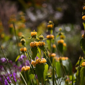 Exquisite plants in perfect place and composition