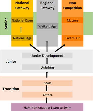 Hamilton Aquatics  - Squad Flow Chart