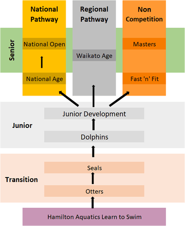 Hamilton Aquatics - Squad Flow Chart